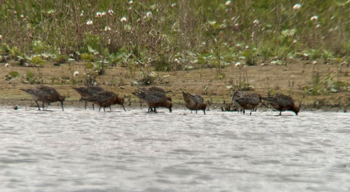 Great to find 9 Bar-tailed Godwits mostly in summer plumage & a Dunlin at Coursers GPs @TyttGP Also 2 Shelduck and 2 flyover Curlews earlier. Juv Marsh Harrier over main pit too. @Hertsbirds #hertsbirds
