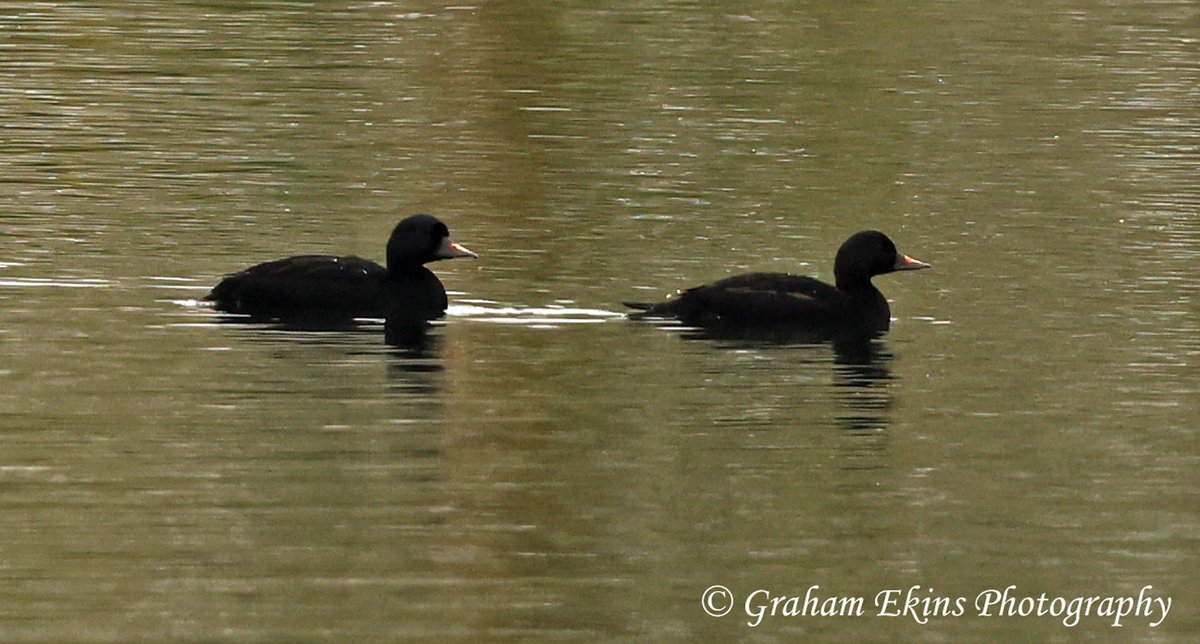 Rather nice to get a #BorehamPatch tick, North #Essex in 2 immature drake Common Scoter on Trifarm Pit. Still present at 12.15. <a href="/EssexBirdNews/">EBwS Bird News</a> <a href="/EssexWildlife/">Essex Wildlife Trust</a> <a href="/RareBirdAlertUK/">RareBirdAlertUK</a> #NaturePhotography @Birdsseenin2024 @Float_photo