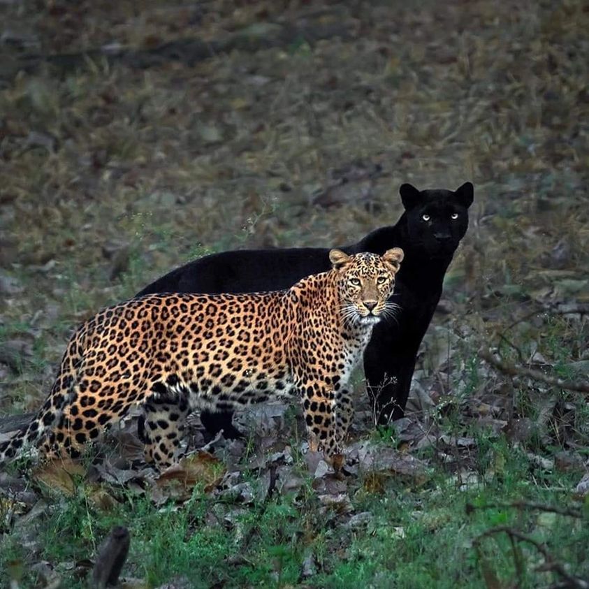 India-based wildlife photographer Mithun H captured the pair in the perfect position, as if the panther is the leopard's shadow. The pair are a couple, which Mithun named 'The Eternal Couple.' He waited for six days in the same spot to capture the moment.