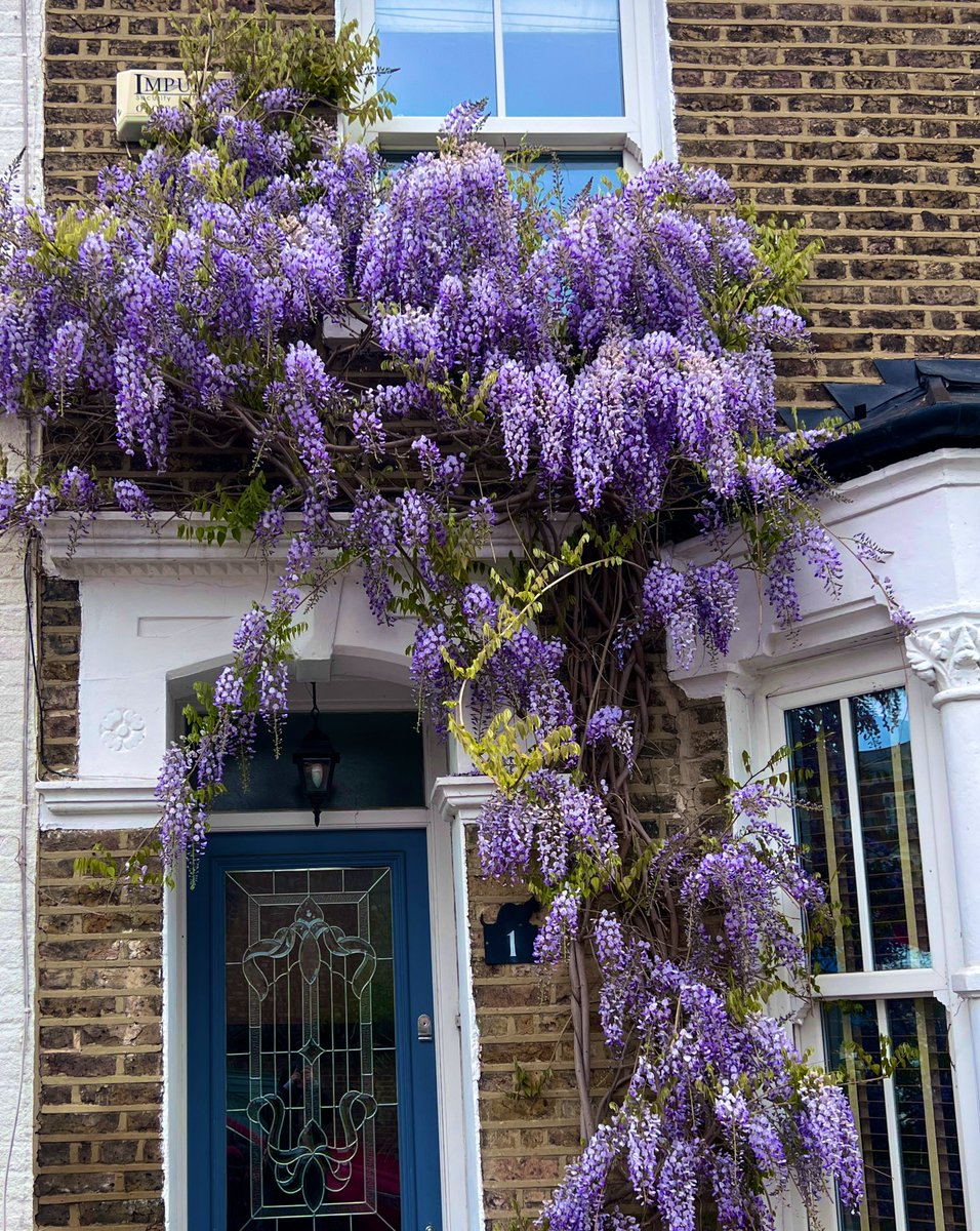 gojauntly's tweet image. It’s #wysteriahysteria season friends. Are you ready?  #NatureNotes