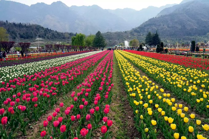 #Tulipgarden More then 4 lakh #tourist visited.
#Kashmir #Tourism