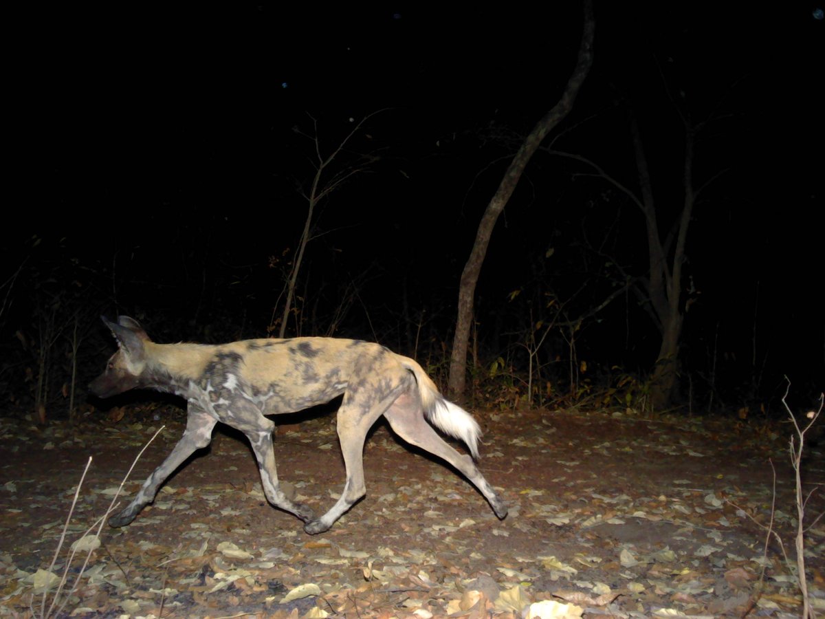AngeloPoupard's tweet photo. Want to hear more about West Africa's last wild dogs? 👇
We are sharing more and more news about #ProjetLycaon, make sure to follow the page 😊

https://t.co/u3sW1lp3Ca

#TeamWildDog #ZSL https://t.co/fhNvLZsqu6
