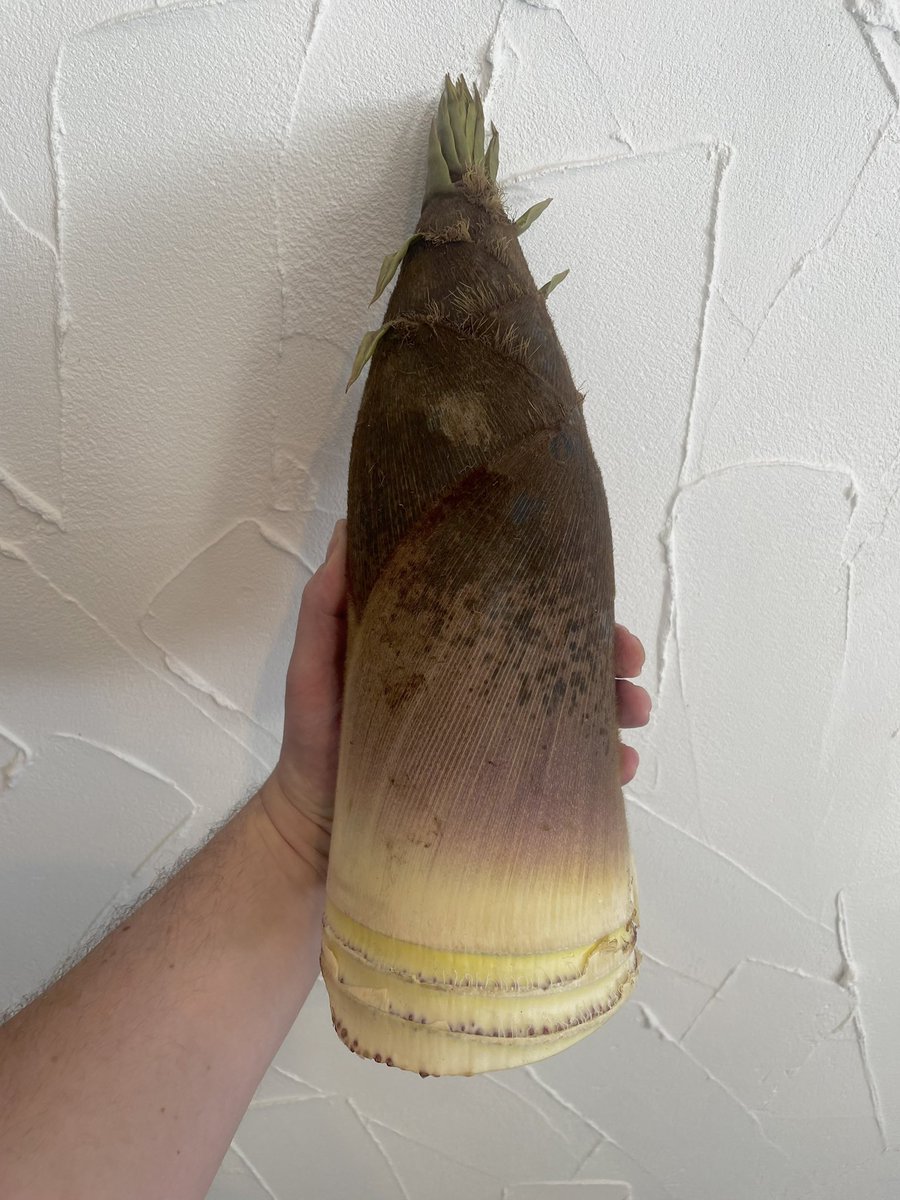 RupertLawrence4's tweet photo. Takenoko is in season here in Kamakura. After a peel and a chop they are boiled in rice bran with a single dry chilly for several hours till tender. The soft tip will served as a garnish while the firm base is turned into a sauce for fish. https://t.co/iIvTL4i1CH