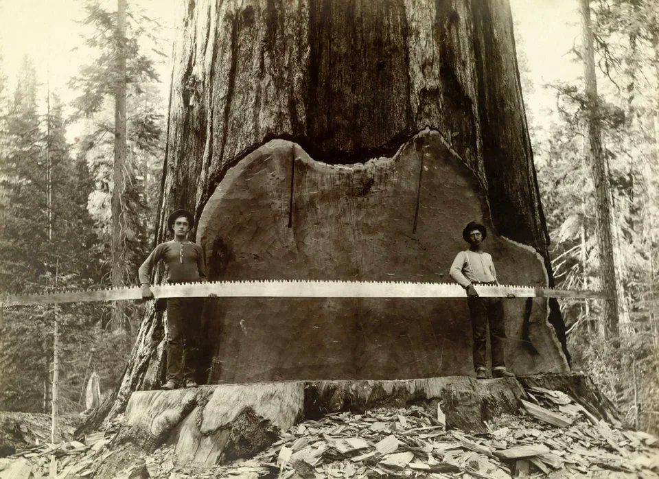 Two loggers hold a cross-cut saw across a giant Sequoia tree’s trunk in California, 1917