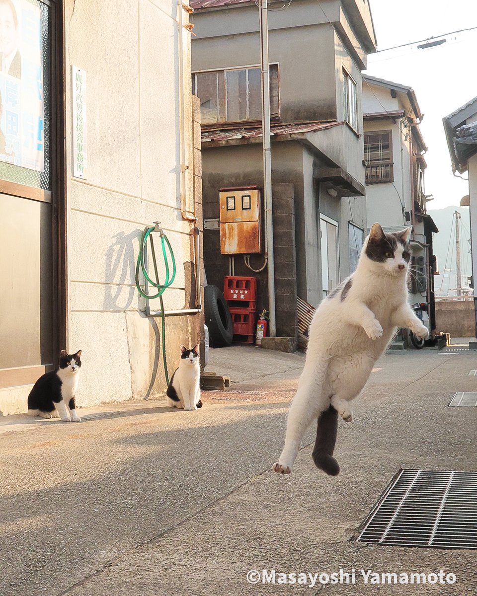 お先に失礼します🧳

#ねこ #猫 #cat #会社