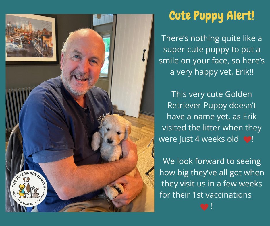 henleyvets's tweet photo. #puppy #goldenretriever #independentvet #localvet #henleyonthames #twyfordberkshire https://t.co/6lRNvxJmaW