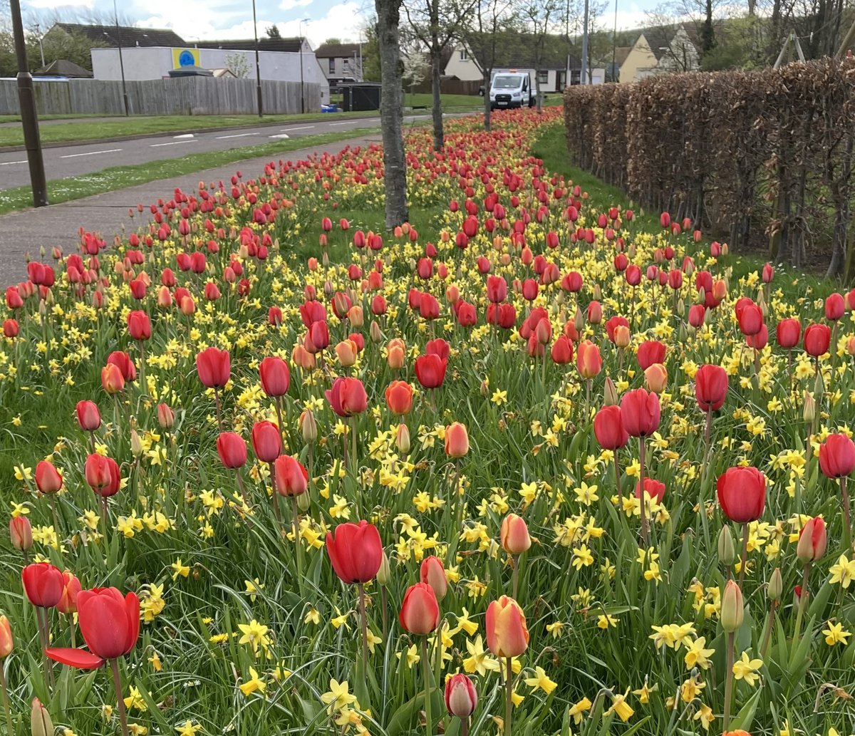 Beautiful displays of colour - the result of bulb planting in the Dunbar area through the Nature Networks initiative.