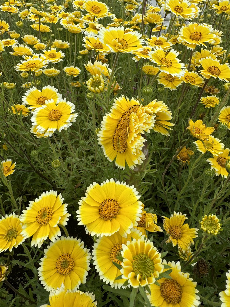 お花バグってる🌼🌼🌼