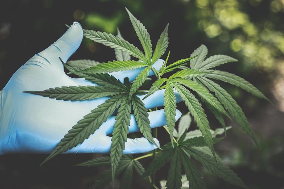 According to the Pew Research Center, 88% of U.S. adults say marijuana should be legal for medical or recreational use: bit.ly/3U1XE4X Discover our full range of services in this area at soldinger.com/cannabis-indus… #CannabisIndustry #Cannabis #Accounting