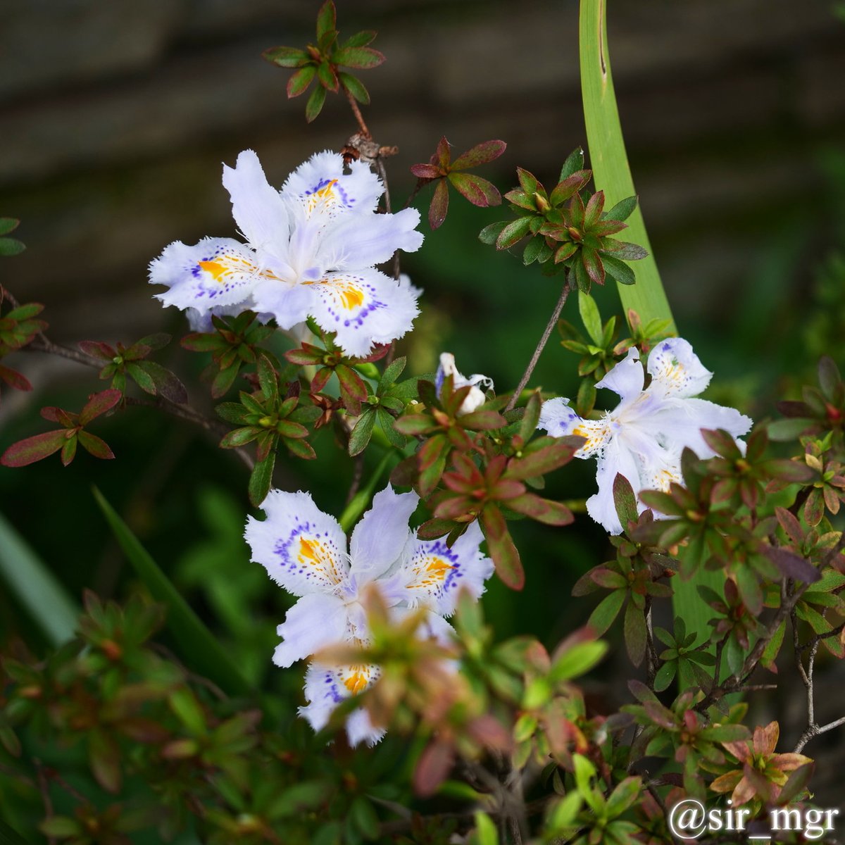 ビルの間に咲く花

#キリトリセカイ
#写真撮ってる人と繋がりたい
#写真で伝える私の世界
#南北線 #六本木一丁目
#Panasonic #LUMIX #G9PRO