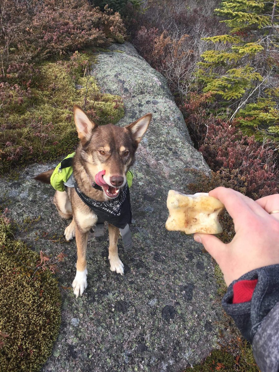 Molly Mae, my coyote mix bestie. 💔