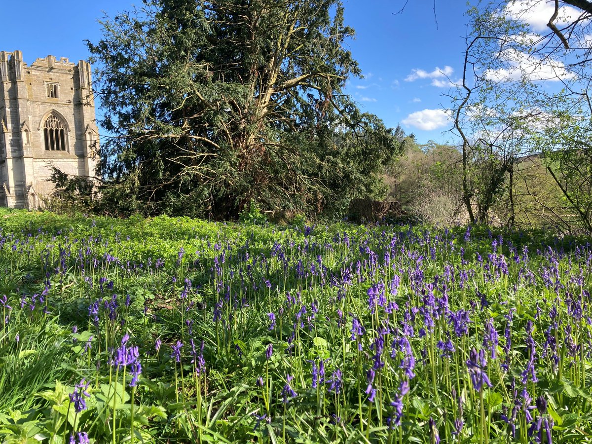 Bluebell Alert! 📸 They're popping up in the woodland all around the abbey, so if you don't want to miss them, now is the time to visit...we'll see you soon! #Bluebells
