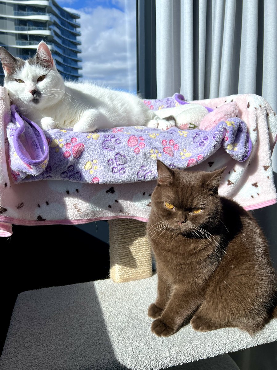 cherrypudding26's tweet photo. Cherry and Pudding 😻
#CatsofTwittter https://t.co/xJ0qGoMgUC