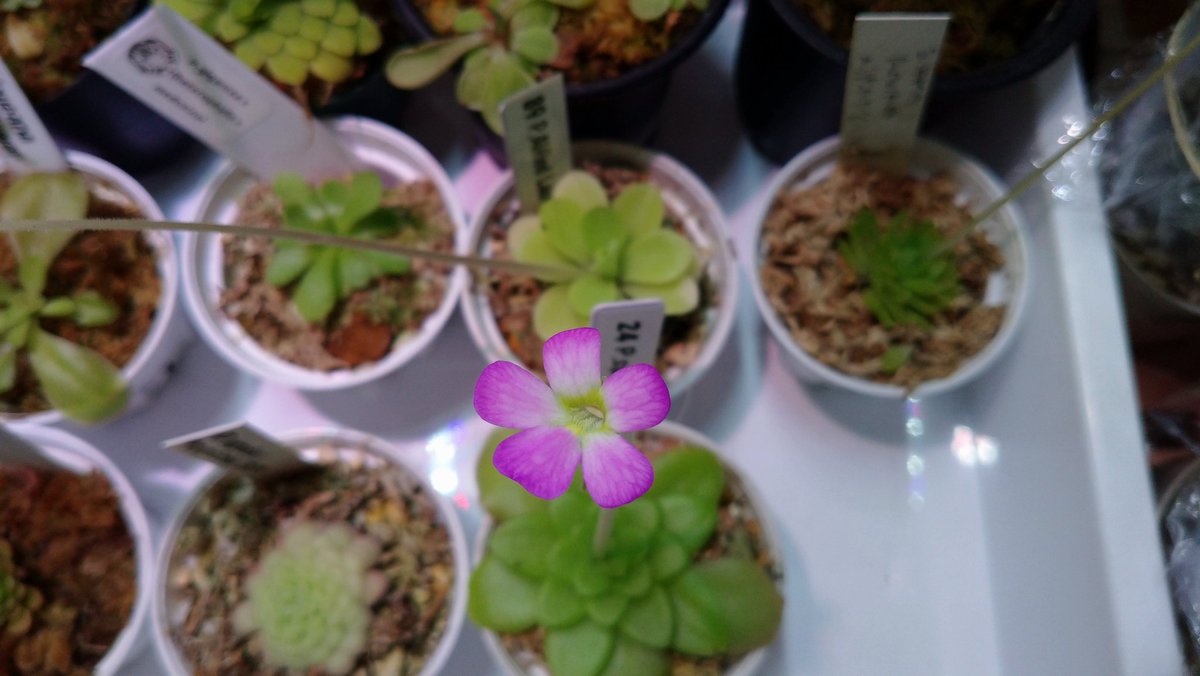 Pinguicula sp. Guatemala

#Pinguicula #carnivorousplants