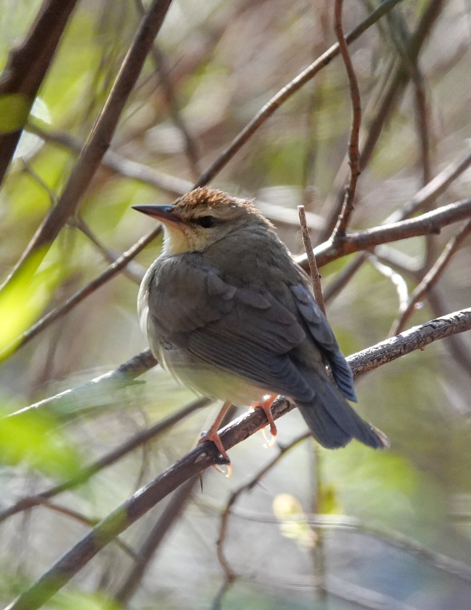 Michael Sand tweet media