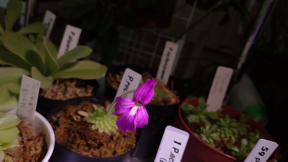 Pinguicula rectifolia

#Pinguicula #carnivorousplants