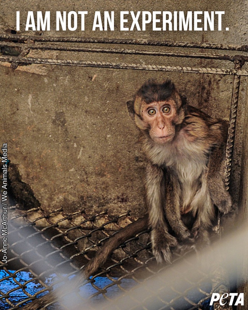 Look into their eyes. Can you sense what they are feeling? 🥺 Take a stand against ALL experiments on animals. #EndAnimalTesting #WDAIL2024 #WDAIL