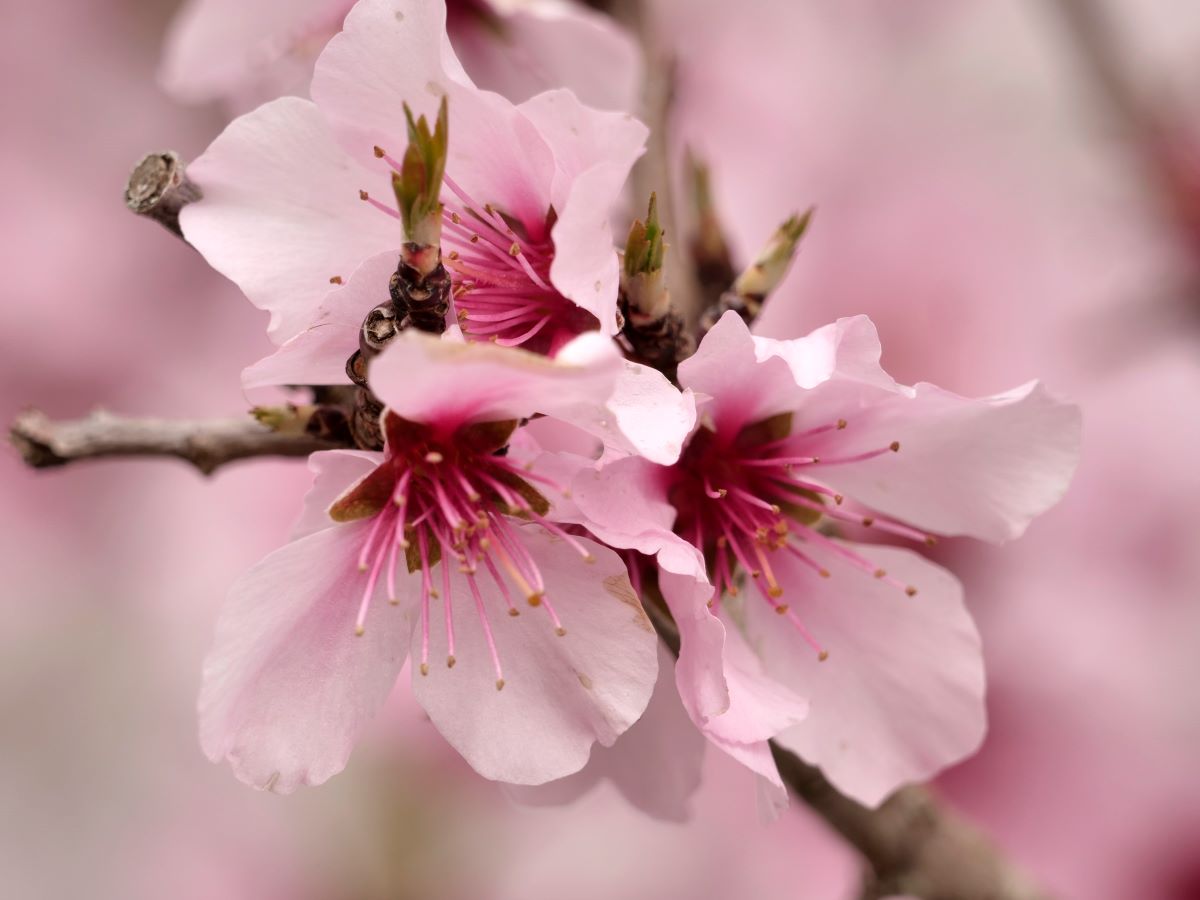 nationaltrust's tweet photo. Did you know that ancient Phoenicians believed almond blossom granted strength?

They mixed the blossom with honey and urine, and sprinkled it over stews. Delicious.

#BlossomWatch

Photo: Mick Jones https://t.co/5ZDaWpL5j0