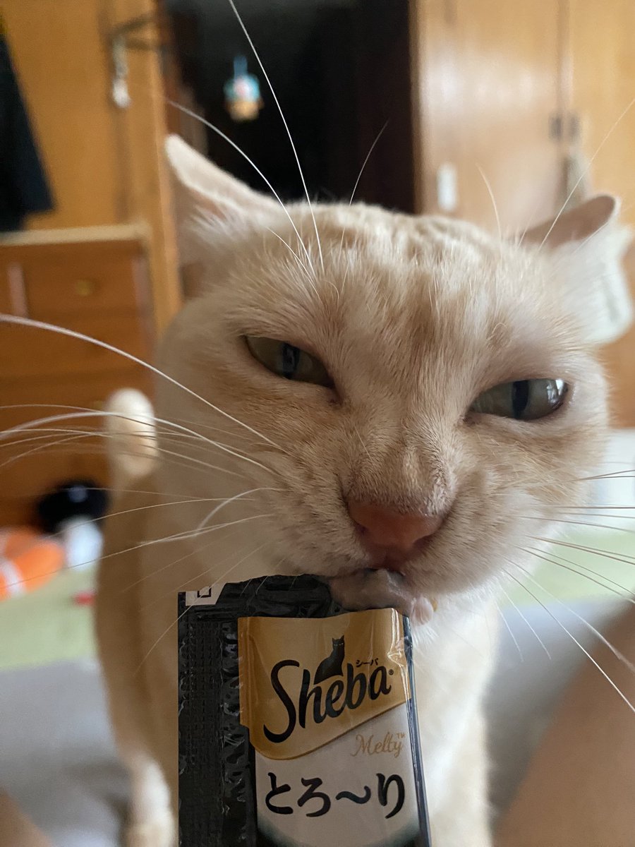 kkt753's tweet photo. シーバ とろ〜り うま〜い〜 

のかお？

 #猫
 #おやつ
 #猫のいる暮し https://t.co/UPy54ODSsr