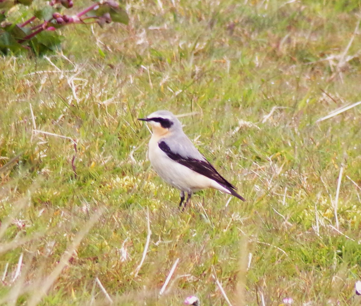 Another pulse of north-bound migrants through the Balephuil #Tiree patch today despite the northerly winds: White Wagtails (10 together on one beach), Redwings (including one in full song) and more Wheatears @PatchBirding