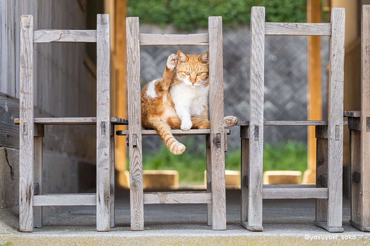 ねこ。 #猫 #ねこ #cat #猫写真