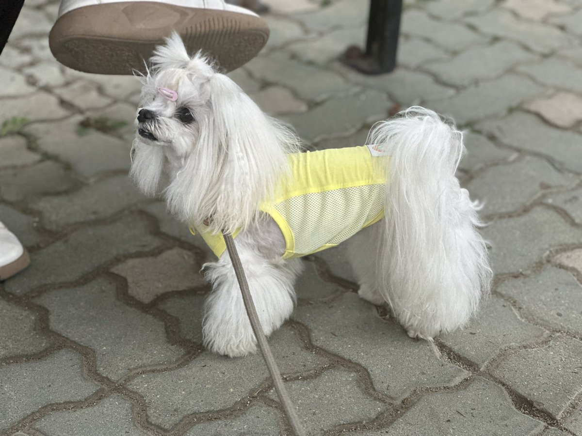 woojoodog88's tweet photo. 아이캔더 신상 쿨티 https://t.co/5xzeOZ5poX