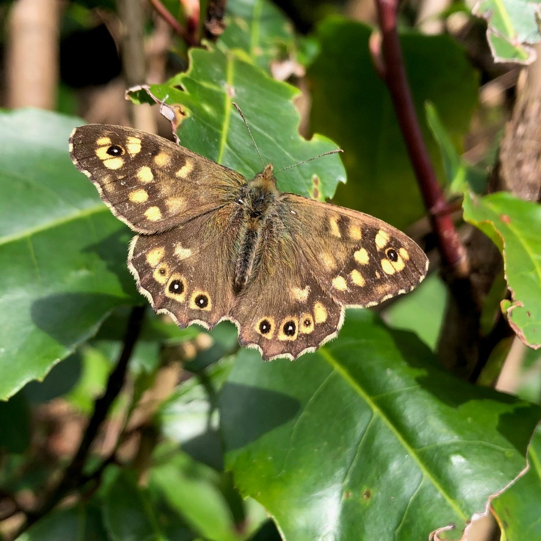 The #butterflies have been enjoying the sunshine and wild flowers at #Parke. Here we have an orange-tip on Herb Robert, a brimstone feeding on red campion and a speckled wood taking a break in the sun. 📷 Thanks to Toria H for the photos