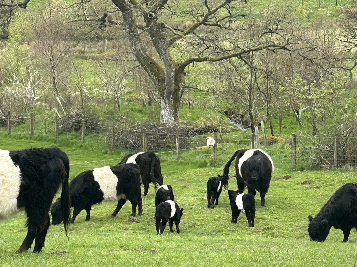 Swallows back and straight to the cows for the muck flies.