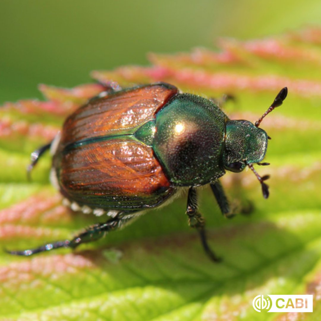 The invasive Japanese beetle feeds on hundreds of fruit crops, causing $450 million yearly damages. Due to climate change, it's feared that this high-priority pest will continue its global invasion. Learn how a parasitic fly could stop this beetle. 👉 ow.ly/mpEF50RlT7L
