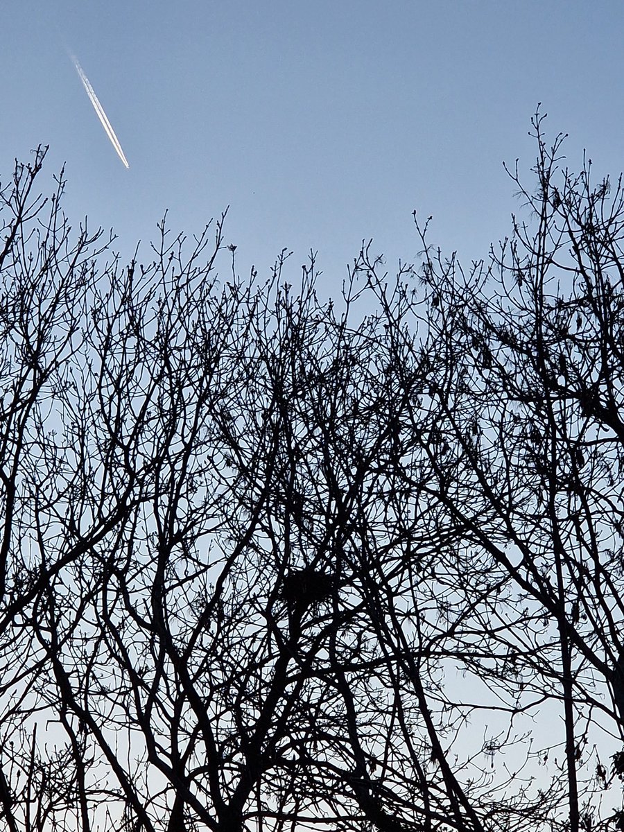 The crows' building operation has moved along the cutting. A really substantial nest now!