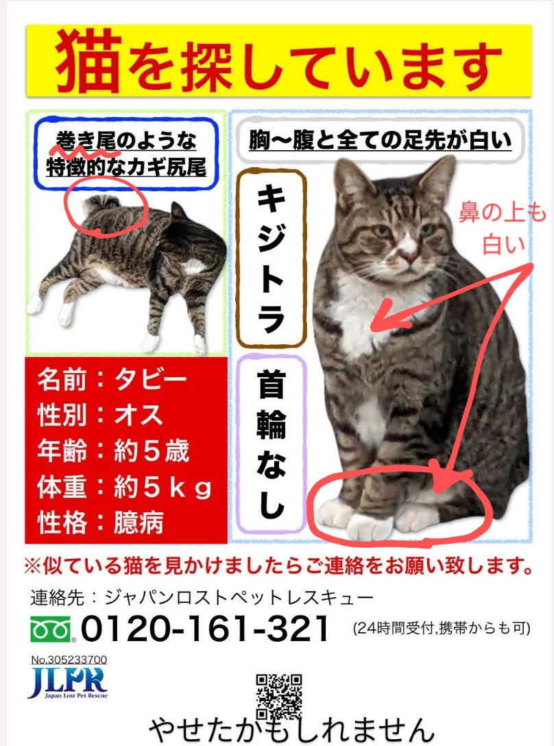 夏前までに捜索網広げたい🐈あと、まだタビーを探していることのアピールも😭皆様ご協力よろしくお願いいたします

#迷子猫 #迷い猫 #神奈川県 #鎌倉市 #藤沢市 #横浜市 #キジトラ #キジシロ #巻き尾 #拡散希望 #猫好きさんと繋がりたい #情報求む