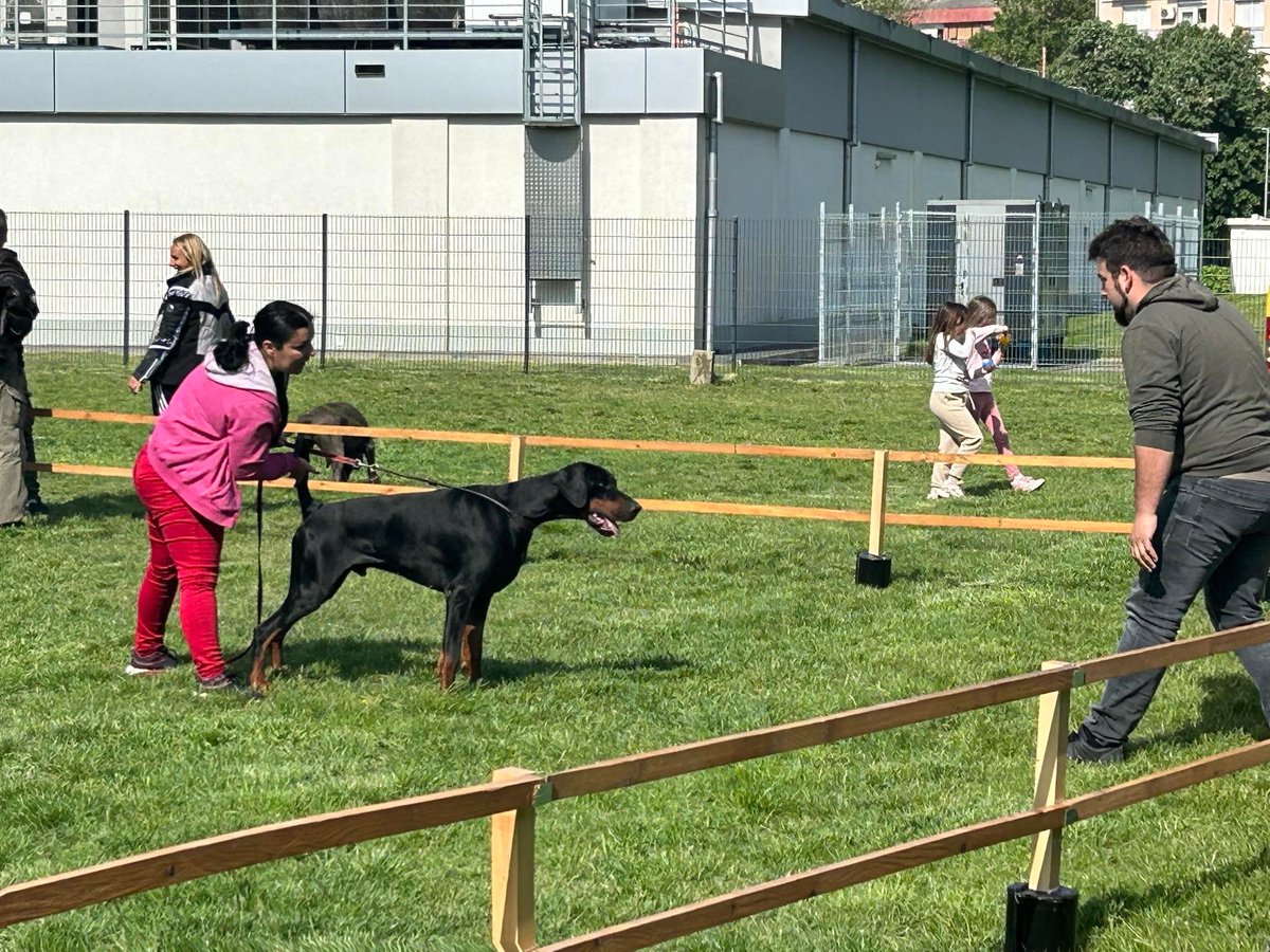 radatheboss's tweet photo. 🇷🇸XIII Balkan Sieger 2024 🇷🇸
Special Dobermann Show 20.04.24
⚡️Draco Dominus Ares ⚡️
Working Class Exl. 5
Judge : Hanne Lundahl 🇩🇰
#DracoDominusdobermannkennel #showdog #Europeandoberman #Dobermanforum #Dobermannwork #doberman_featured #doberman_club https://t.co/gkl0txK4Yy