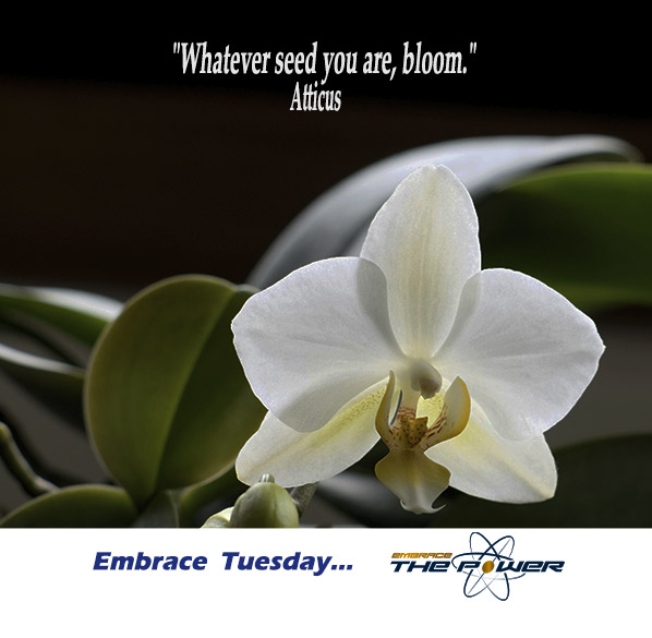 @Buggsnow @1415Maga @FacesandStories #embracethepower #quote #aspiretoinspire #tuesdayvibes #inspired #seed #Bloom #you #love #heart #God #dreams #passion #miracles #magic #joy #achieve #success
