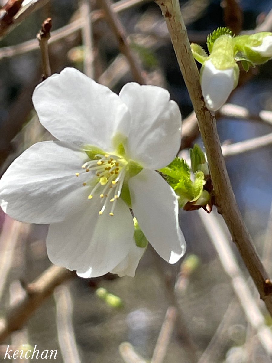 城山かたくりの里27
緑萼桜　リョクガクサクラ