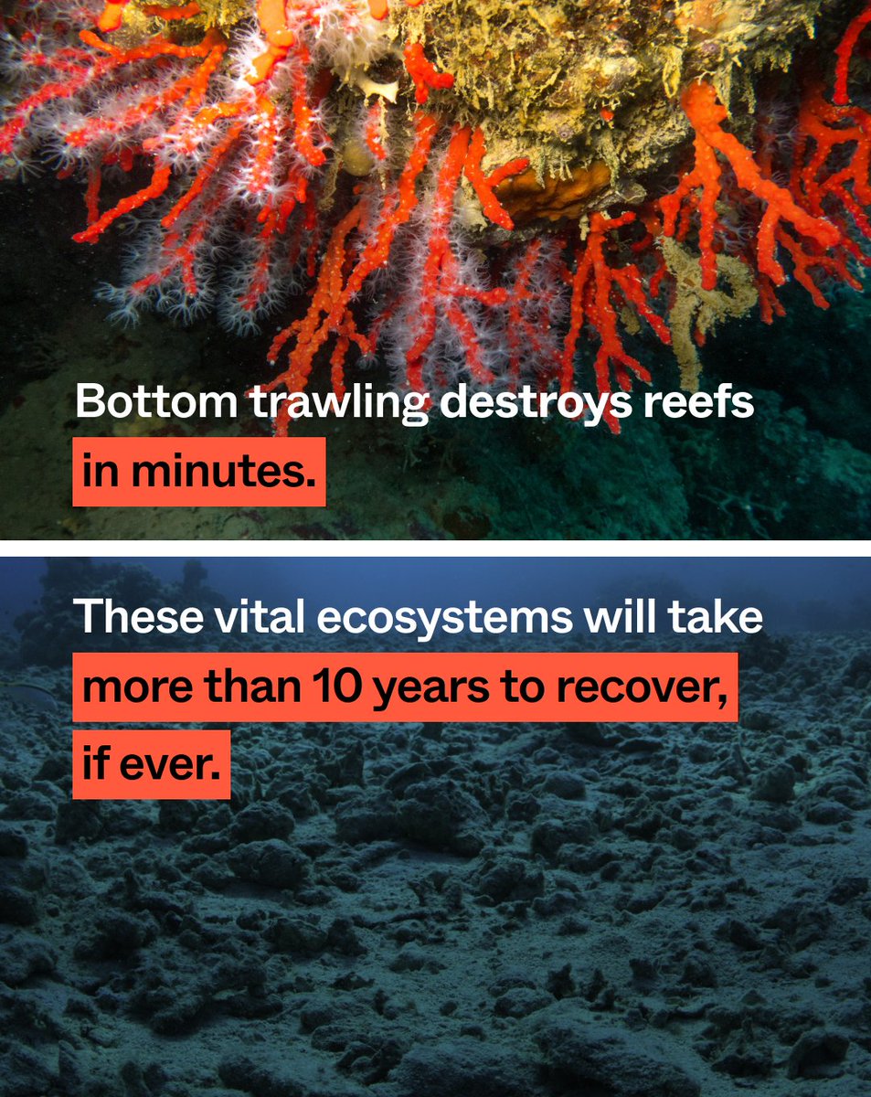 Imagine a giant net sweeps through your neighborhood demolishing everything in its path. This is what’s happening to marine life 🦈 & ecosystems 🪸 in EU 'protected' waters due to bottom trawling. Enough is enough 🙅🏾 Call on the EU to #BanBottomTrawling➡️ seas-at-risk.org/join-the-movem…