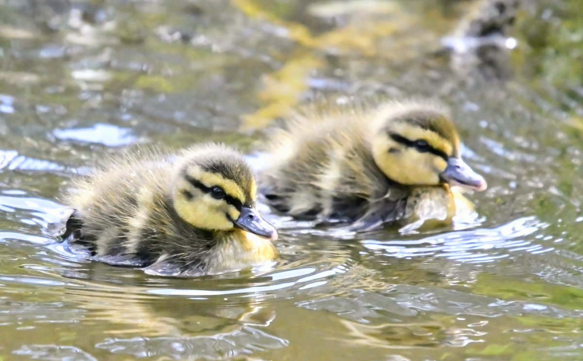 Cute Mallard chicks