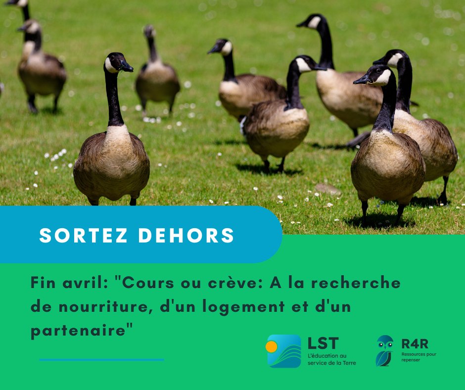 Saviez-vous que... les sous-espèces nordiques de bernaches du Canada (Branta Canadensis interior) sont confrontées à un déclin de leur population alors que leurs homologues géantes sont en plein essor ? resources4rethinking.ca/fr/step-outsid…