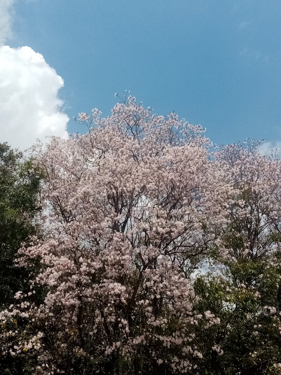 suezeecue's tweet image. Pink poui, blue sky, white clouds... #Kingston #Jamaica #TuesdayScenes @djmillerJA @jahmekyagyal @DahliaHarris @CaroleBeckford @simonenclarke @SonjahStanley
