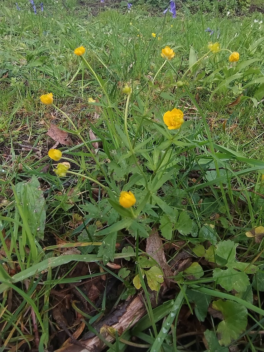 Lots of things coming into flower on the limestone area around Maltby at the moment Bugle, Early Purple orchid and Adder's Tongue at the Far Common. Goldilocks Buttercup under an avenue of trees at Sandbeck Park I'm leading a @SorbyNatHisSoc and Doncaster Nats walk here in June