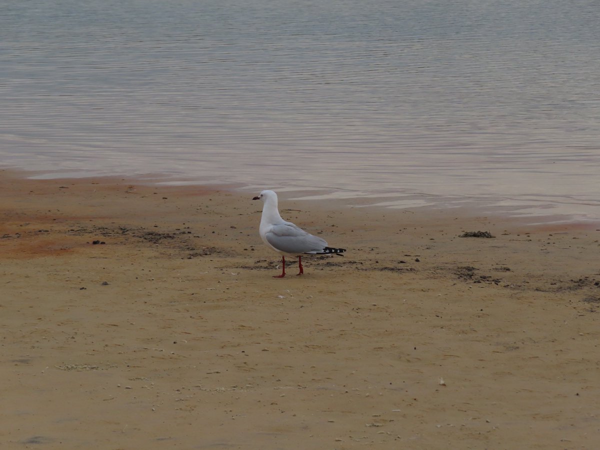 A bit of birdlife about. The seagull is a tad off course! 65km from the nearest coast