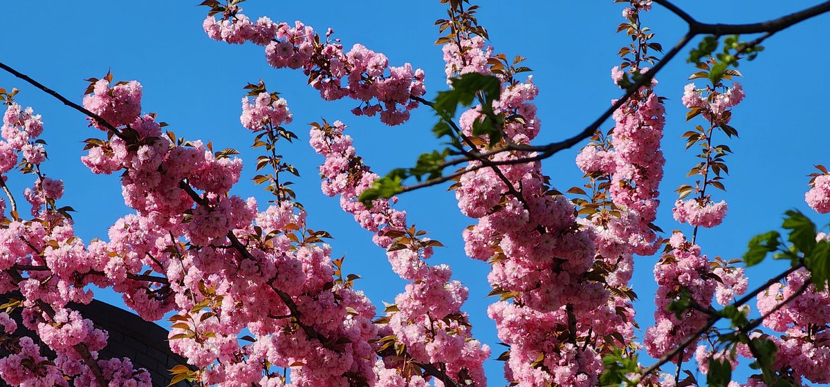 RoseleneDolce's tweet image. Cherry Blossoms 🌸 

#Spring #flowers 
#SignsofSpringNYC