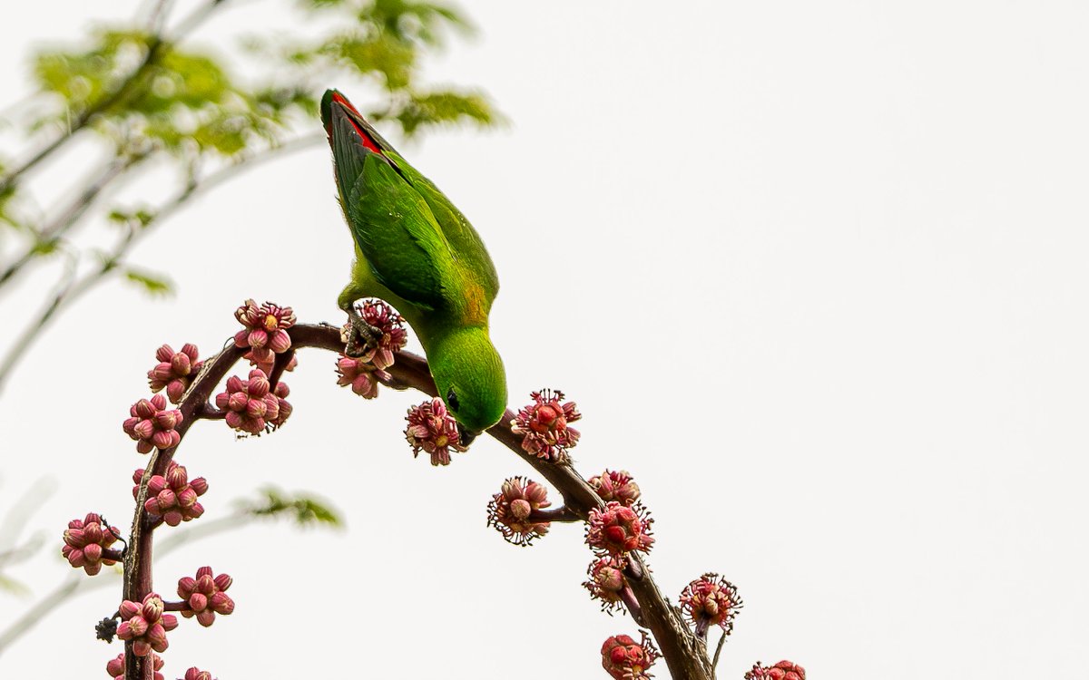 #arutperunjothi_kalaiyarasu #hanging-parrot 
#singapore
#photography #nature #wildlifephotography #birds #animals #animal-lovers #landscape
#portrait  #bird_captures #bird_lovers #bird_watchers_daily #birds #birdphotography  #birdphotography #birds #bird   #wildlife