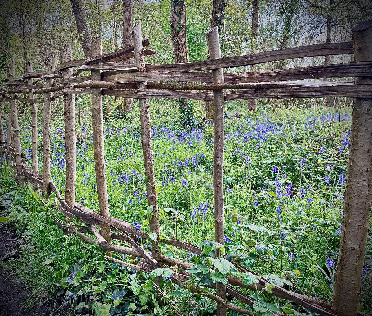 A carpet of blue... 💙💙💙 Bluebells in Salterns Copse. This fence was built by the Friends of Chichester Harbour volunteers, on one of the regular work parties with our rangers. Find out more about becoming a member here 👇 friendsch.org