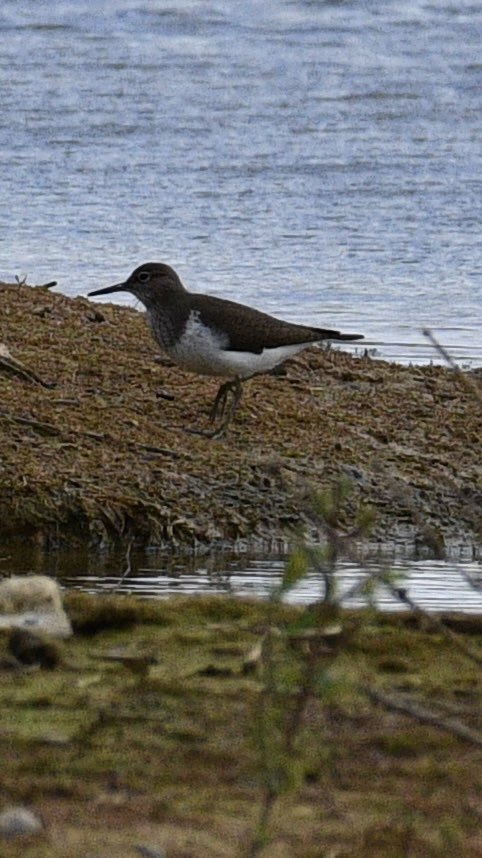 Marc_Slates's tweet photo. @AlanDaviesbirds Hi Alan, hope you made it back from Dubai ok. Wonder if you can help me identify these waders I saw in the distance at the weekend. Sorry not the best pics but I’m thinking Ringed Plover and Green Sandpiper? https://t.co/tMHmohRims