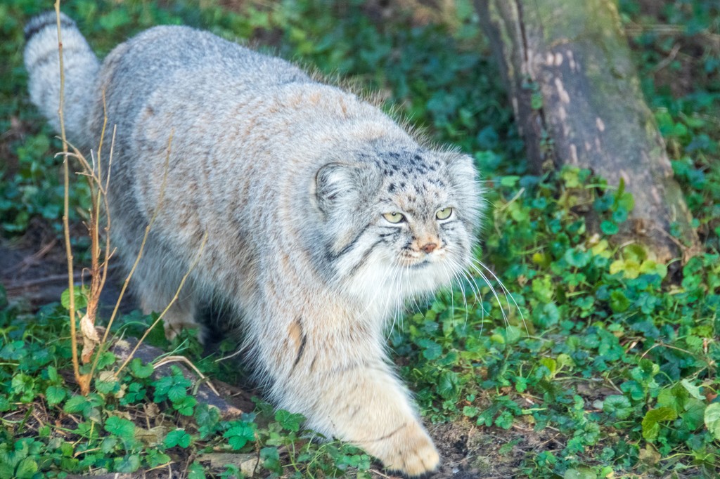 Happy International Pallas Cat Day! 🐾😾 Why not celebrate by visiting our favorite grumpy cat, Pazi? #potterparkzoo #pallascat