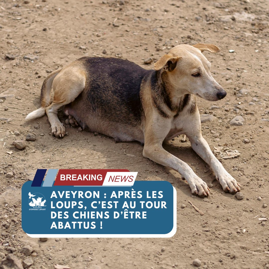🖊️[PETITION]🖊️ Abattre des chiens errants dans l'#Aveyron sous prétexte qu'ils sont “malfaisants” est inacceptable. Les #animaux ne sont pas naturellement agressifs et leur comportement résulte souvent de la négligence humaine. Ces #chiens, probablement abandonnés ou égarés,