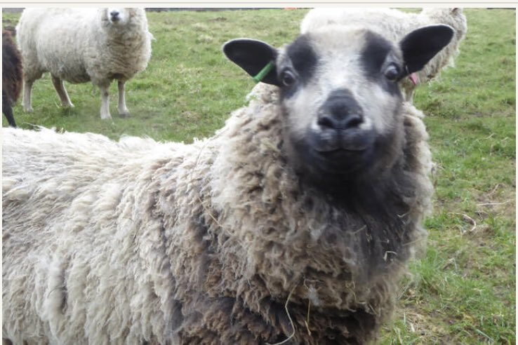 etdy.com/uk/shop/scotti… I knit and sell many items in Shetland Wool - and this is a photograph of a Shetland Sheep growing lots of cosy wool #MHHSBD #firsttmaster #CraftBizParty #sheep