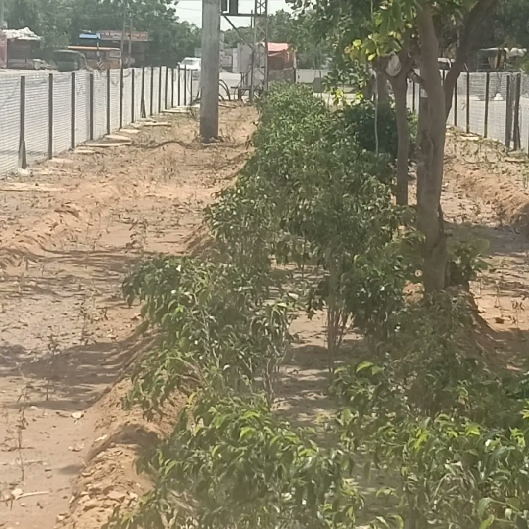 Plantation at Alwar Bypass 

<a href="/DIPRRajasthan/">सूचना एवं जनसम्पर्क विभाग, राजस्थान सरकार</a>