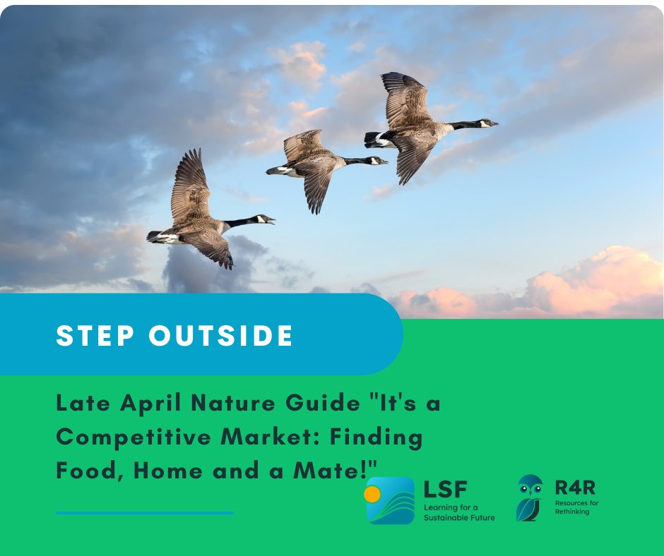 Did you know... the Northern subspecies of Canada Geese (Branta Canadensis interior) are facing population declines while their Giant counterparts are thriving? Discover the surprising reasons why in our latest nature guide. resources4rethinking.ca/en/step-outsid…