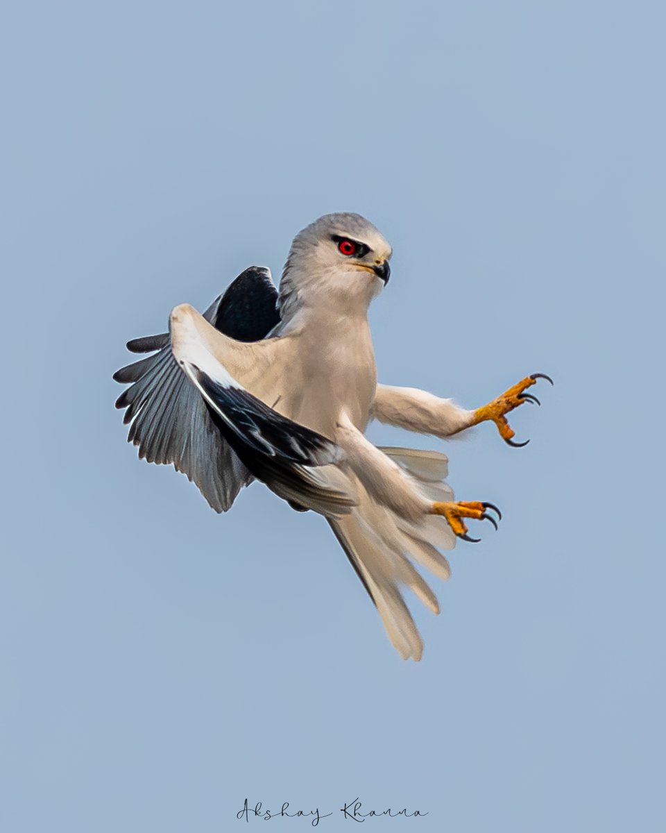 Black-winged Kite. 📍Tal Chhapar, #Rajasthan. Nikon D7500 Nikkor 200-500mm #BBCWildlifePOTD #natgeoindia #ThePhotoHour #BirdWatching #birdphotography #lensonwildlife #birdsofindia #wildlifephotography #raptors #birdsofprey #birds #birdsinflight #photooftheday